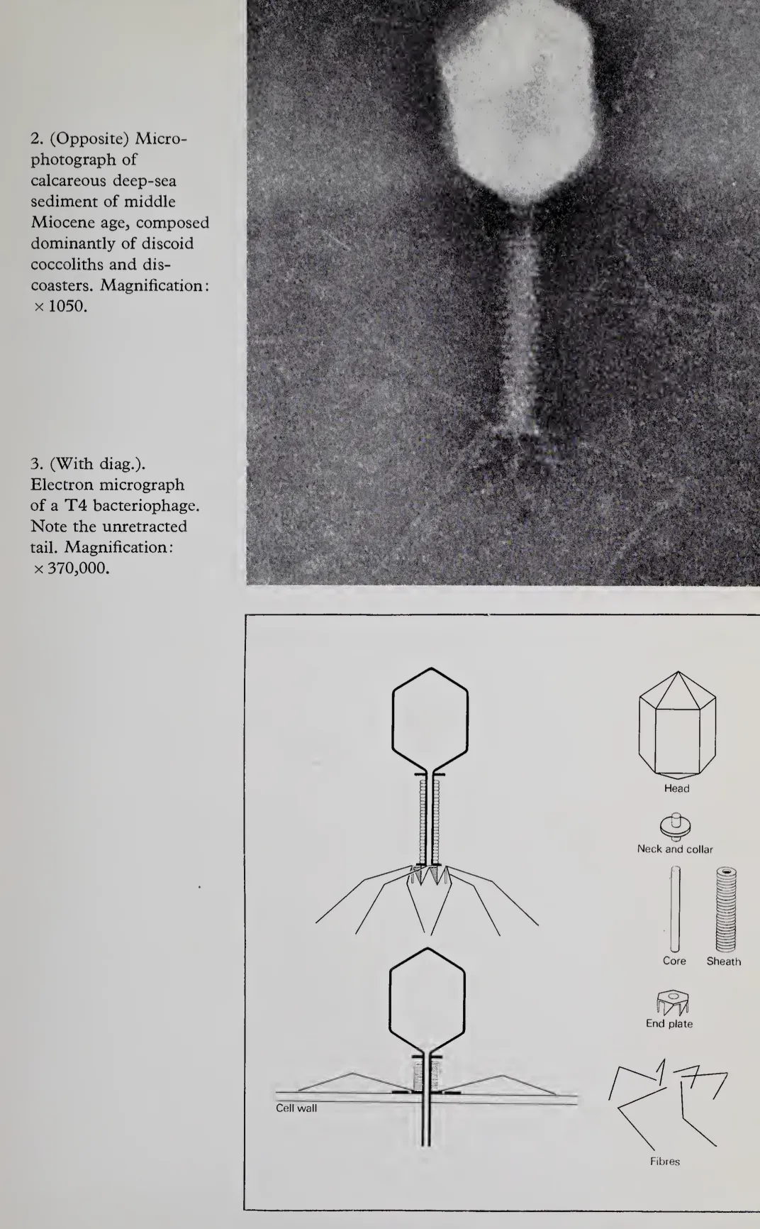 T4 bacteriophage micrograph with structural diagram