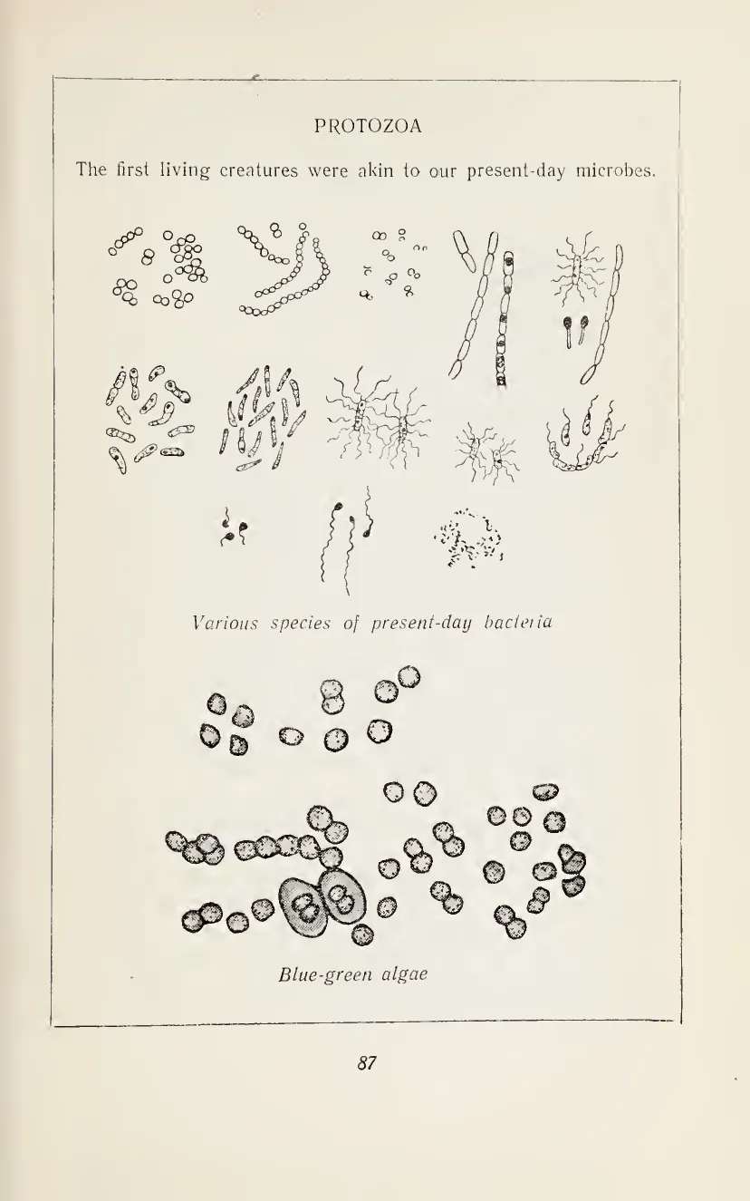 Primary-source scan from Oparin's The Origin of Life showing protozoa, present-day bacteria, and blue-green algae.