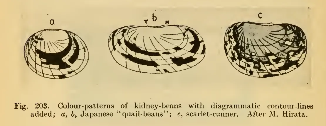 Primary-source scan of Thompson's figure 203 showing colour-patterns of kidney-beans with contour-lines.
